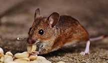 24 Hour & Emergency Exterminators in Shartlesville, PA